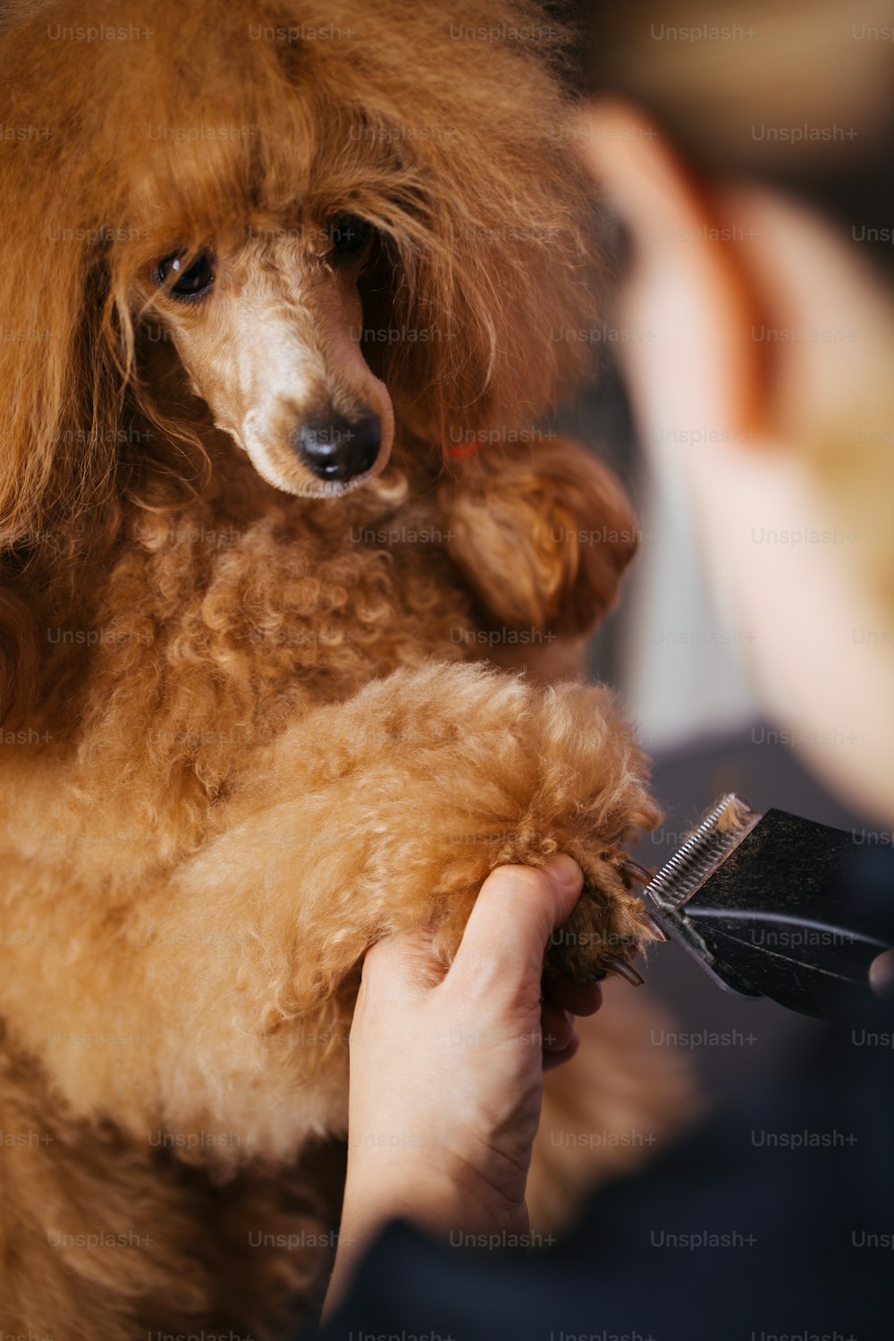Dog grooming process. Close up shot of professional groomer trimming dog's claws.
