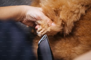 Hundepflegeprozess. Nahaufnahme eines professionellen Hundefriseurs, der die Krallen des Hundes trimmt.