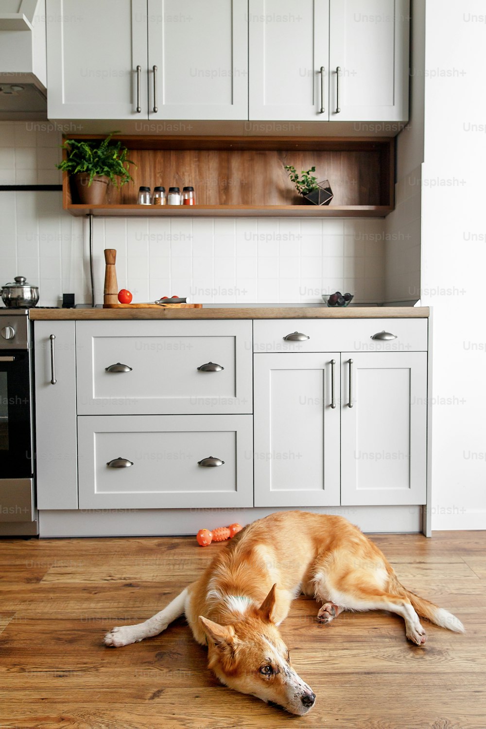 cute golden dog sitting at stylish light gray kitchen interior with modern cabinets and stainless steel appliances in new home. design in scandinavian style. green plants decor