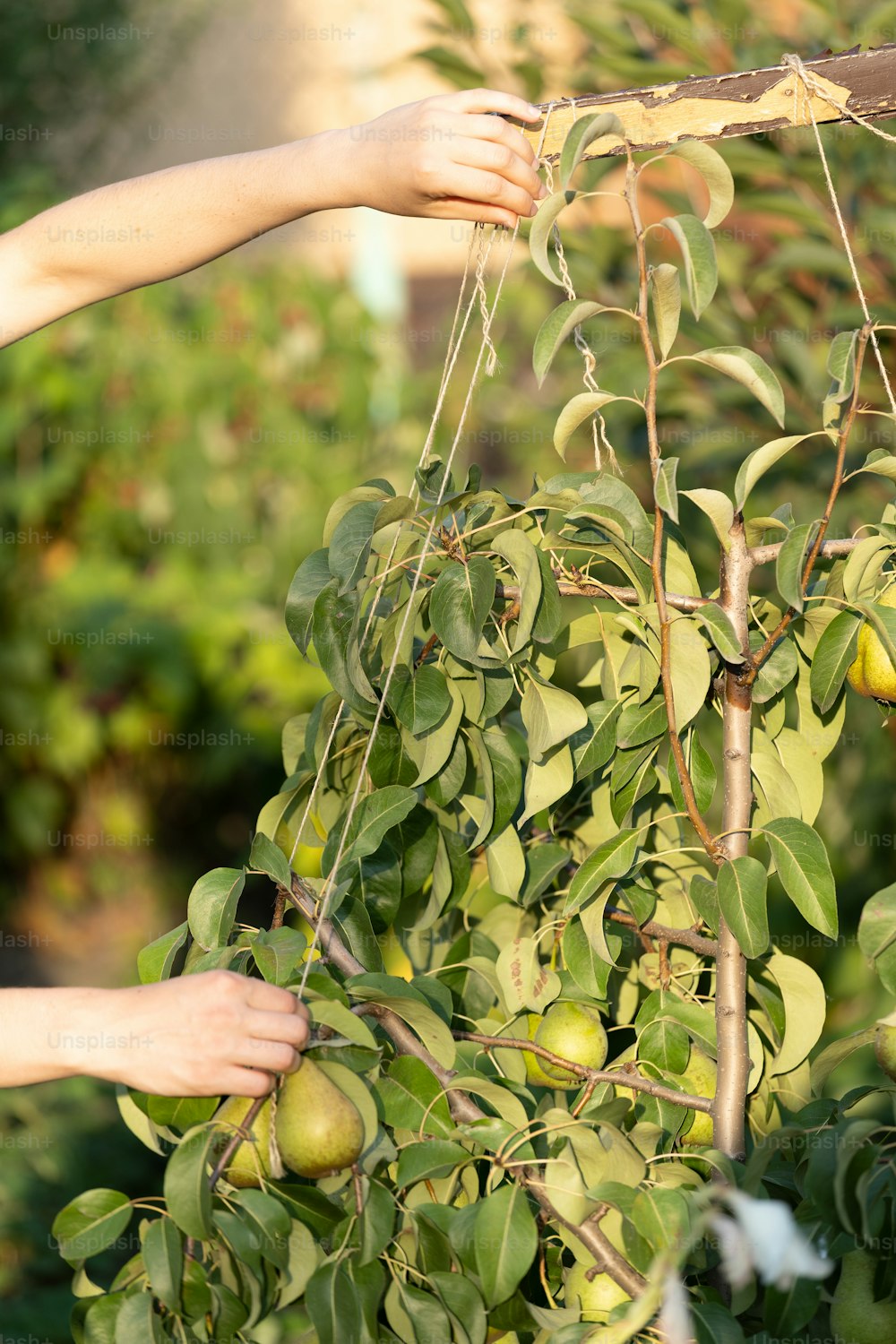 Profile side view close up cropped vertical photo of young girl, woman hands supports branches of beautiful, lovely, big green pears on a green deciduous fruit garden tree with a thread