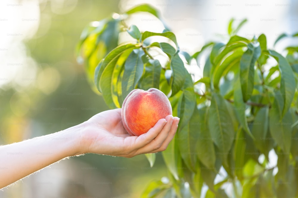 Cropped photo of young woman hand hold big peaches against the background of the branches of a green deciduous tree