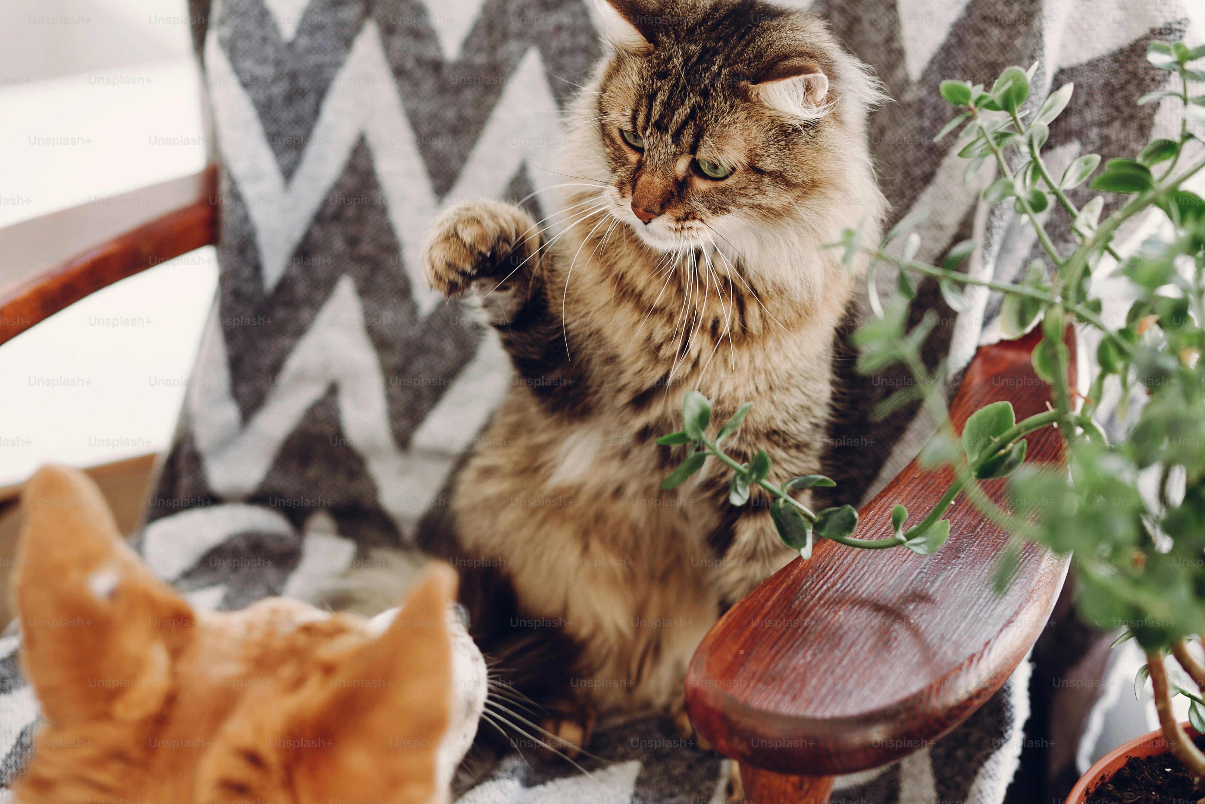 Gato e cachorro bonitos brincando no quarto elegante. maine coon e filhote  de cachorro dourado lutando. engraçados momentos fofos. animais de  estimação emocionais. foto – Imagem sobre Gato na Unsplash, image size:3000x2000
