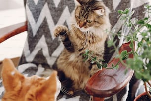 Chat mignon et chien jouant dans une chambre élégante. Maine Coon et Golden Puppy se battent. Des moments drôles et mignons. animaux de compagnie émotionnels.