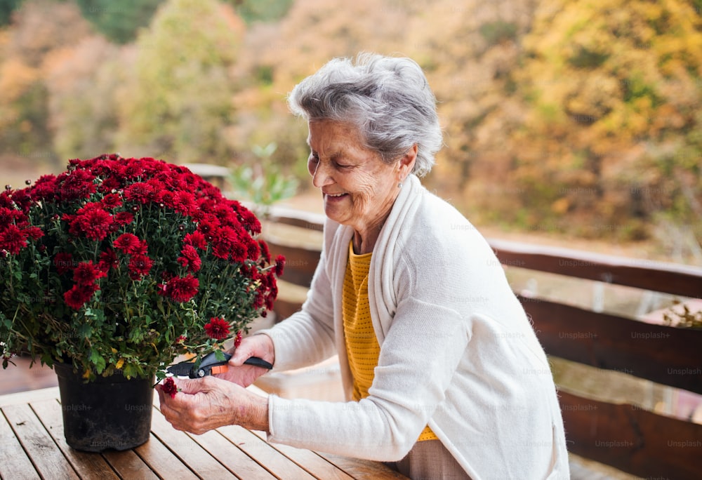 An elderly woman with chrysanthemum flowers outdoors on a terrace on a sunny day in autumn.