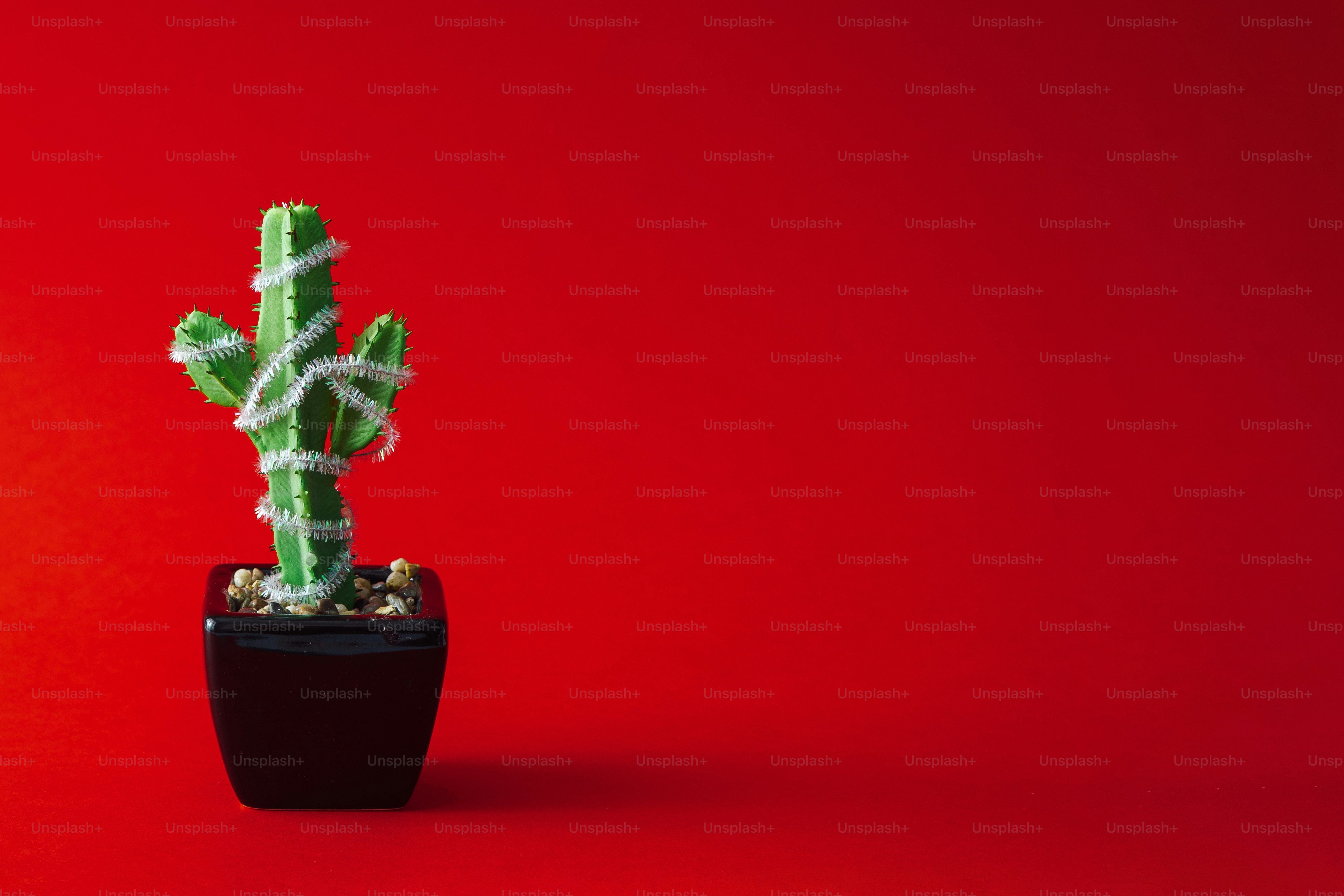Cactus with Christmas tree decoration.