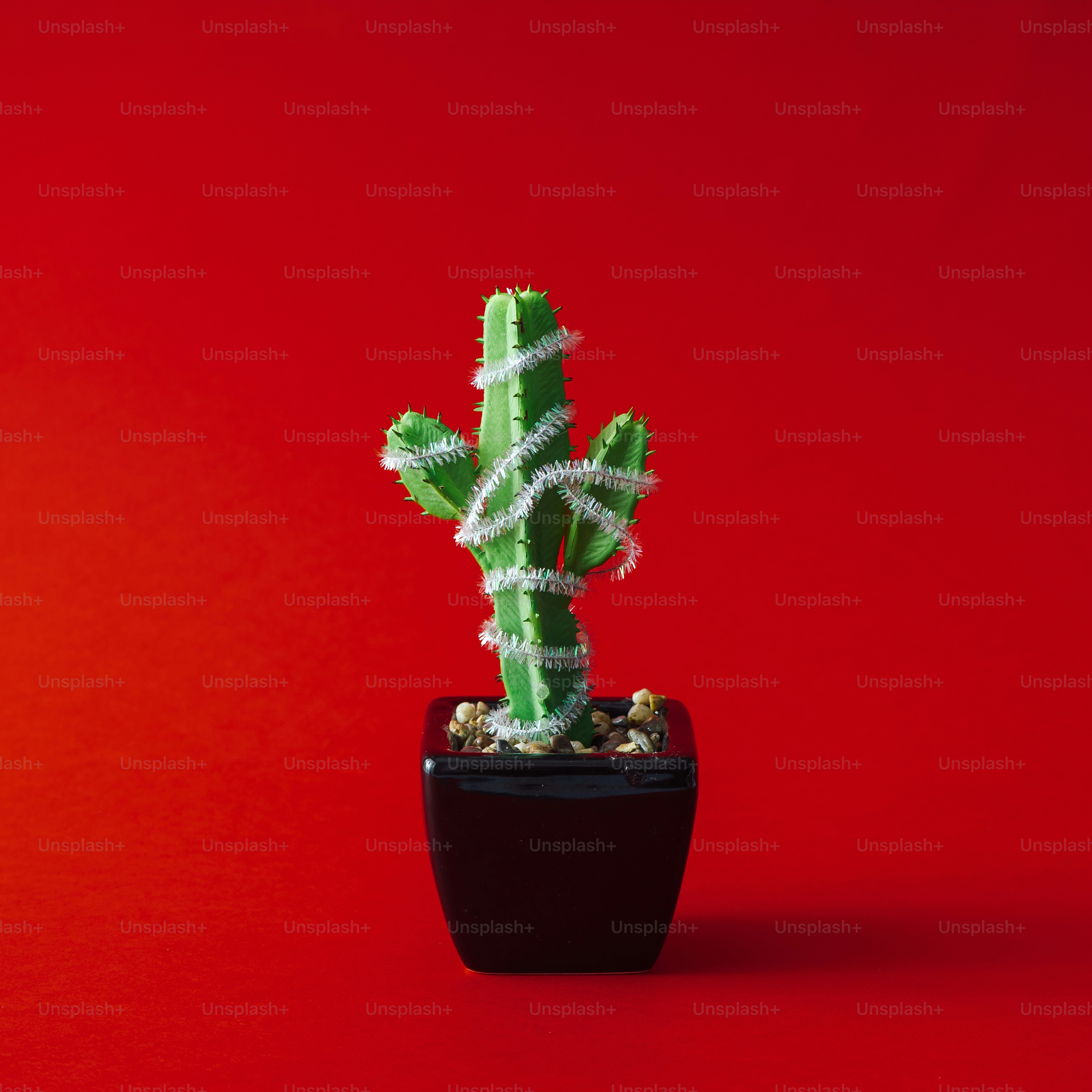 Cactus with Christmas tree decoration.