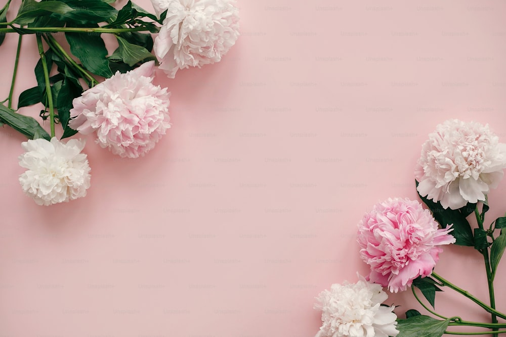 Día Internacional de la Mujer. Elegantes peonías planas. Las peonías rosas y blancas bordean el papel rosa pastel con espacio para el texto. Feliz día de las madres, maqueta de tarjeta de felicitación floral. Día de San Valentín.