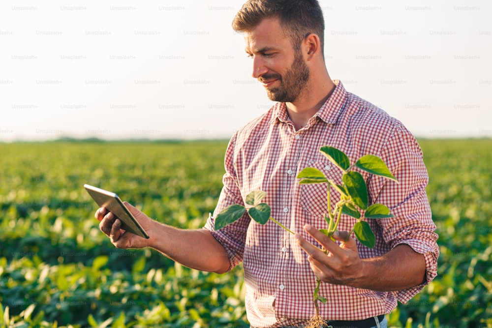 Young farmer standing in filed holding tablet in his hands and examining soybean corp.