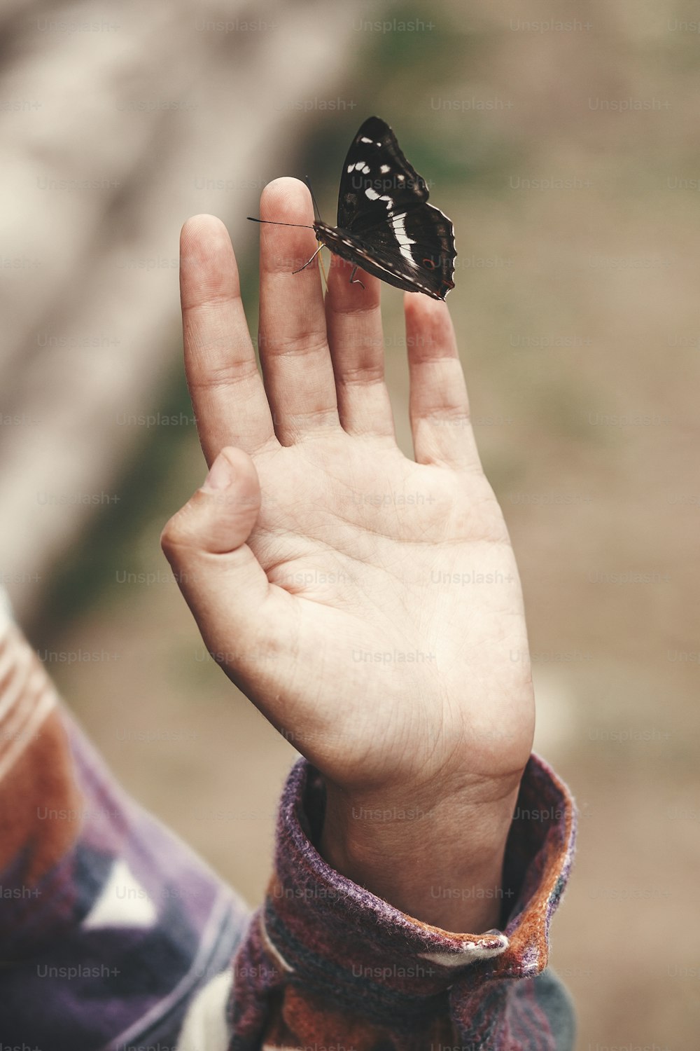 Purple Emperor butterfly on hand of girl in summer mountains. Apatura Iris. Young woman traveler with butterfly, exploring wildlife outdoors. Save environment