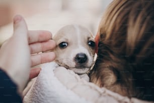 Cute little staff terrier puppy in cozy warm blanket in autumn park. Hand hugging scared homeless beige puppy in city street. Adoption concept. Dog shelter.