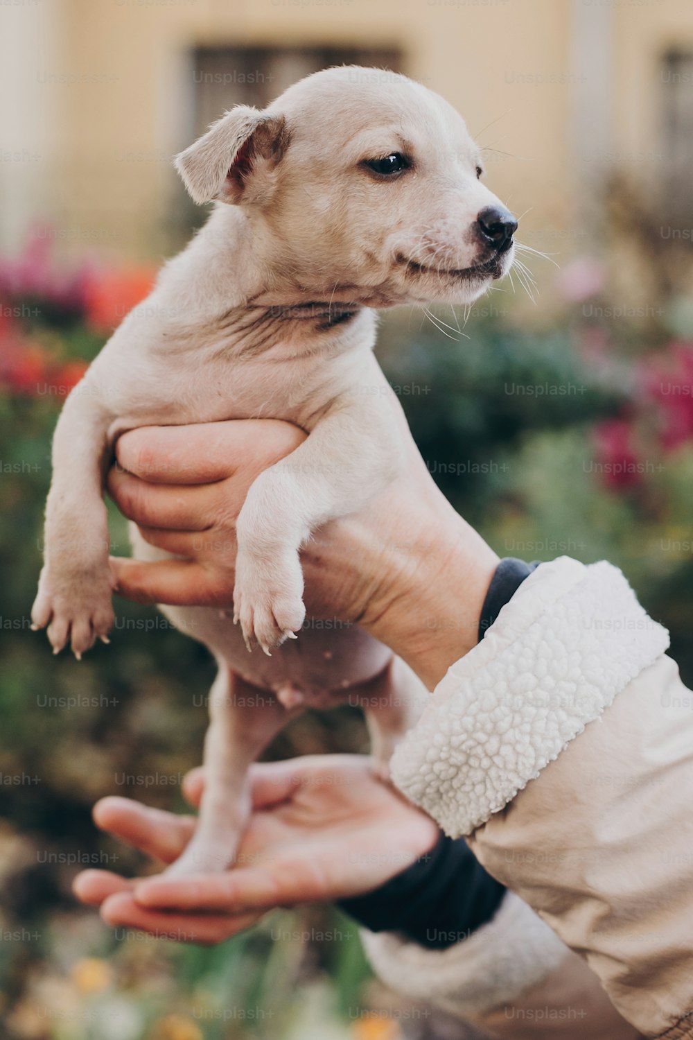 Hands holding cute little staff terrier puppy in autumn park. Person caressing scared homeless beige puppy in city street. Adoption concept. Dog shelter.