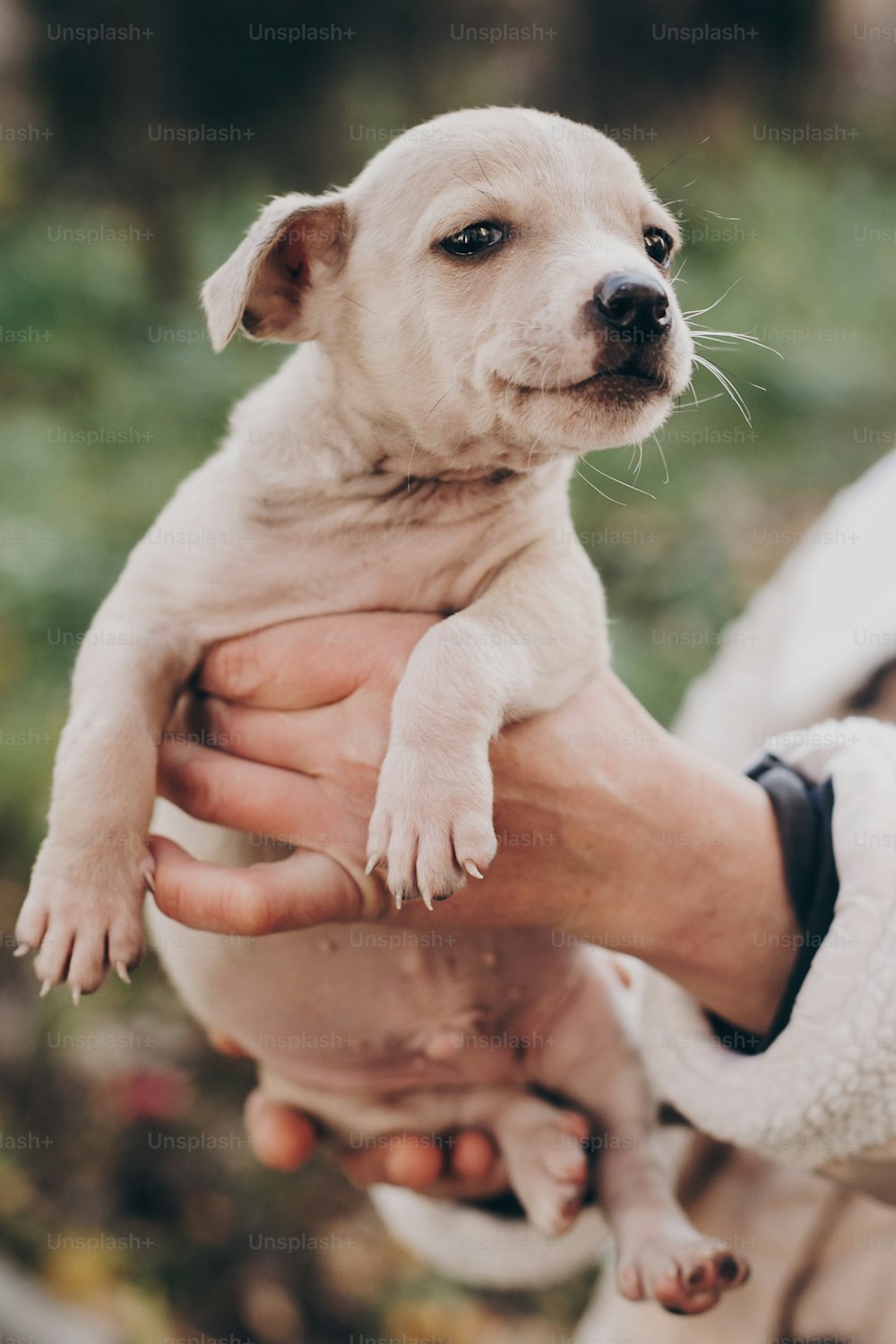 Hands holding cute little staff terrier puppy in autumn park. Person caressing scared homeless beige puppy in city street. Adoption concept. Dog shelter.