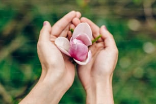 woman hands holding magnolia pink flower in sunny green park. tender beauty of blooming in botanical garden in spring. space for text. moment. relax and spa. environmental protection concept