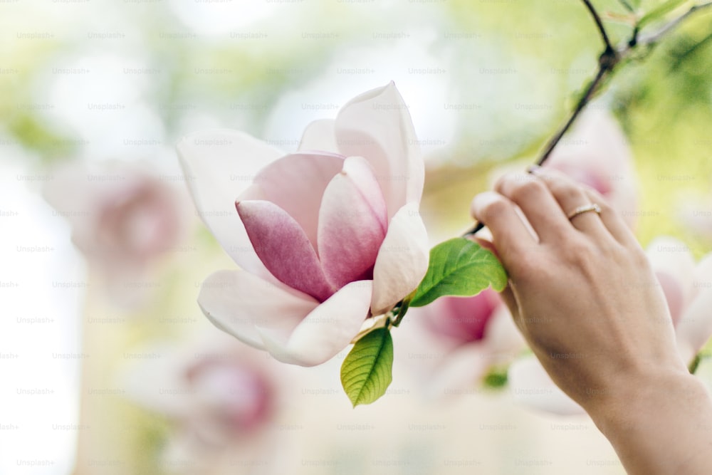 woman hand holding magnolia pink flower in sunny green park. tender beauty of blooming in botanical garden in spring. space for text. moment. relax and spa. springtime. environmental protection