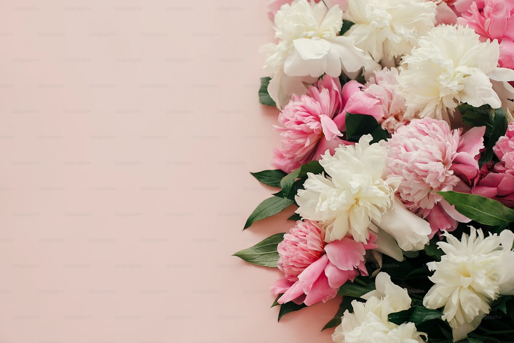 Pink and white peonies on pastel pink paper with space for text. Hello spring. Happy mothers day, floral greeting card mockup. International Womens Day. Stylish girly image