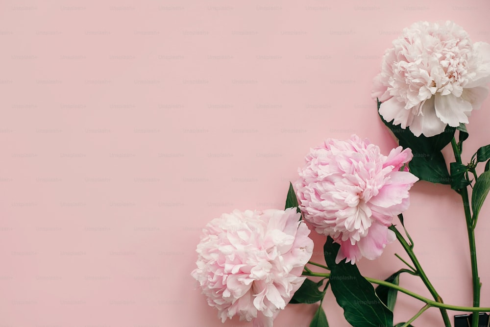 Elegantes peonías planas. Las peonías rosas y blancas bordean el papel rosa pastel con espacio para el texto. Feliz día de las madres, maqueta de tarjeta de felicitación floral. Día Internacional de la Mujer. Día de San Valentín.