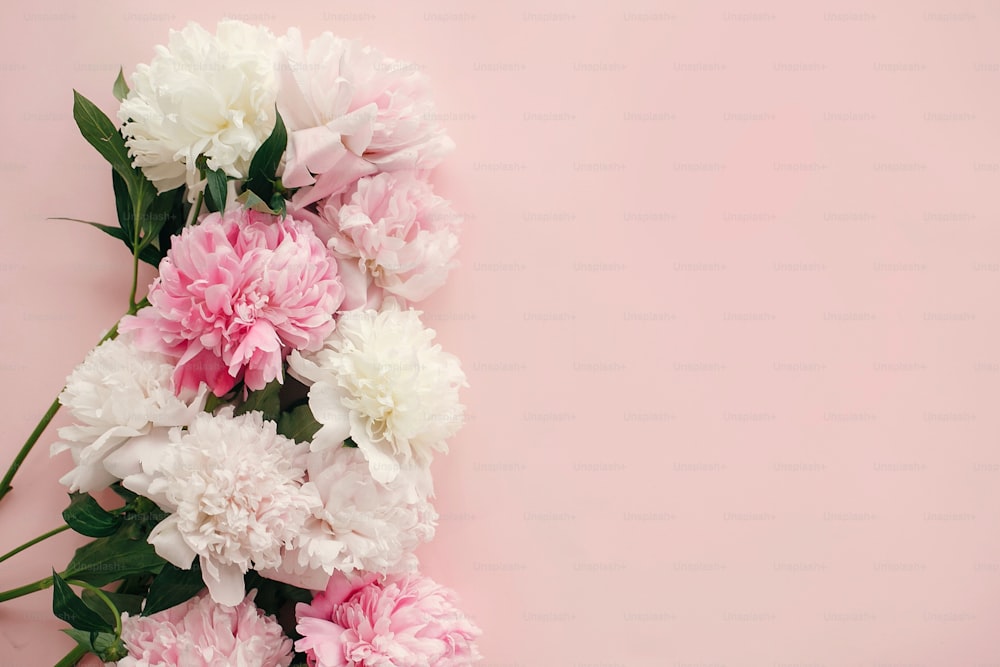 Elegantes peonías planas. Las peonías rosas y blancas bordean el papel rosa pastel con espacio para el texto. Feliz día de las madres, maqueta de tarjeta de felicitación floral. Día Internacional de la Mujer. Día de San Valentín.