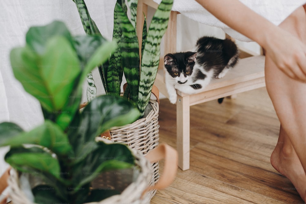 かわいい黒と白の小さな子猫は、所有者の足で木製のリーダーに座って、緑の植物を見ています。導入コンセプト。猫