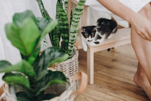 Cute black and white little kitty sitting on wooden leader at owner legs and looking at green plants. Adoption concept. Cat