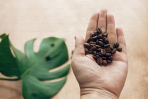 Chicchi di caffè tostati in mano su sfondo di legno con foglie verdi in luce. Concetto di raccolta dei chicchi di caffè, bevanda calda mattutina con energia e aroma. Copia spazio. Tecnologia ecologica verde