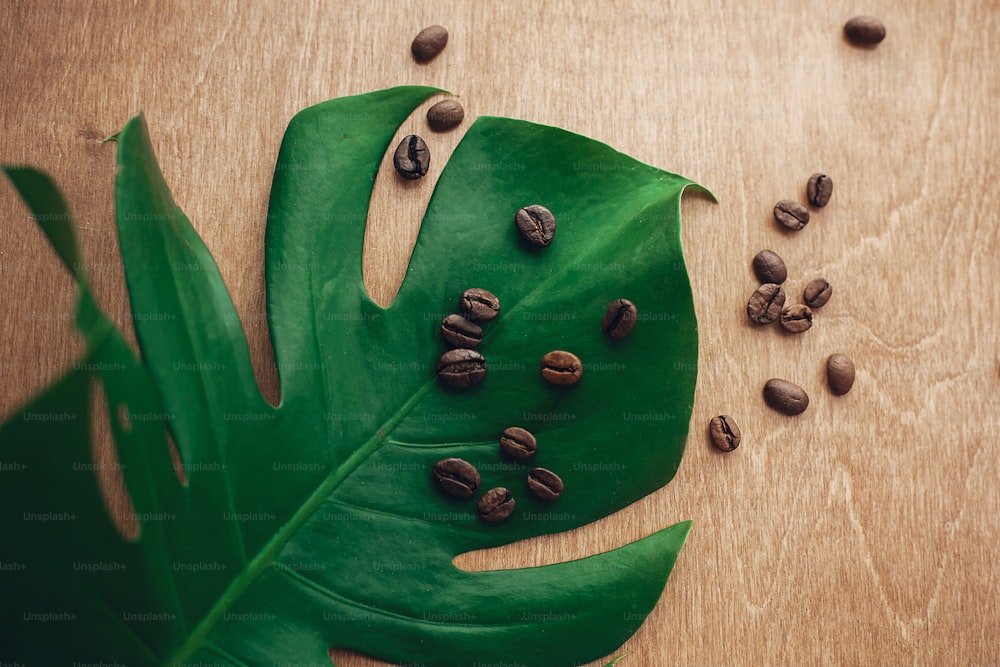 Image élégante de grains de café torréfiés sur feuille de monstera verte sur bois rustique en clair, à plat. Concept de grains de café écologiques, boisson chaude du matin avec de l’énergie et de l’arôme. Espace de copie. Technologie verte