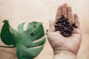 녹색 잎이 있는 나무의 배경에 빛을 비추며 볶은 커피 원두를 들고 있는 손. 커피 원두 개념, 에너지와 아로마가 있는 아침 뜨거운 음료를 수집합니다. 그린 에코 기술