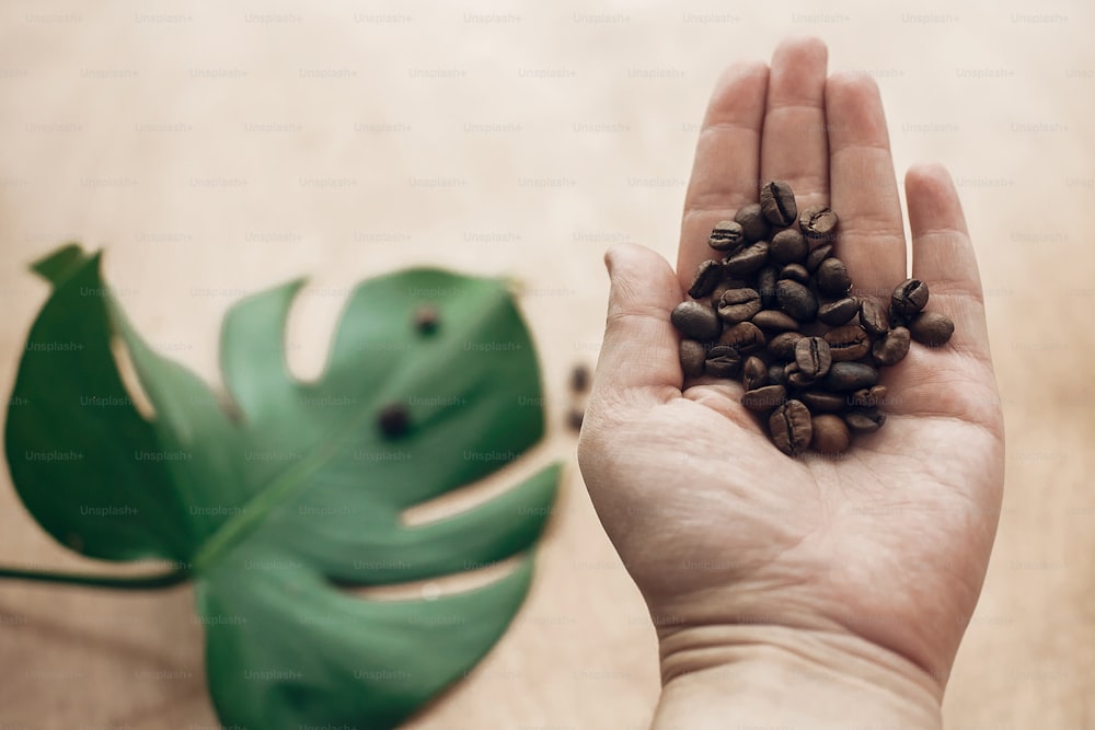 Mano sosteniendo granos de café tostados a la luz sobre fondo de madera con hojas verdes. Concepto de recolección de granos de café, bebida caliente matutina con energía y aroma. Tecnología ecológica verde