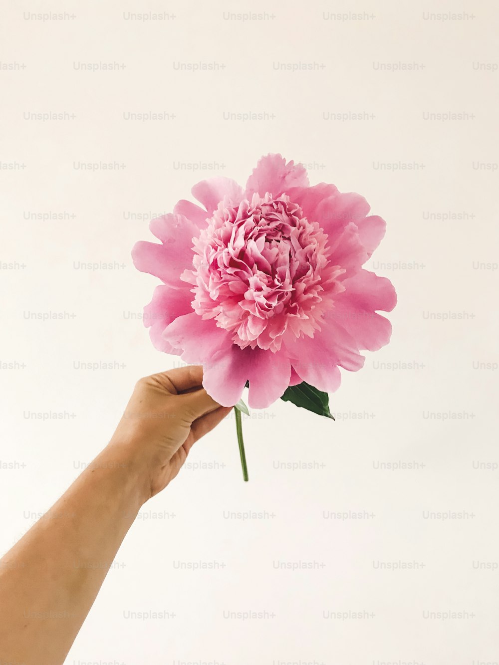 흰색 바탕에 큰 분홍색 모란 꽃을 들고 있는 손. 축하를 위해 꽃 장식을 준비하는 꽃집. 안녕하세요 봄 개념