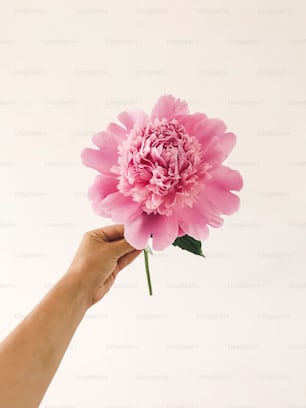 Hand holding big pink peony flowers on white background. Florist arranging floral decor for celebration. Hello spring concept