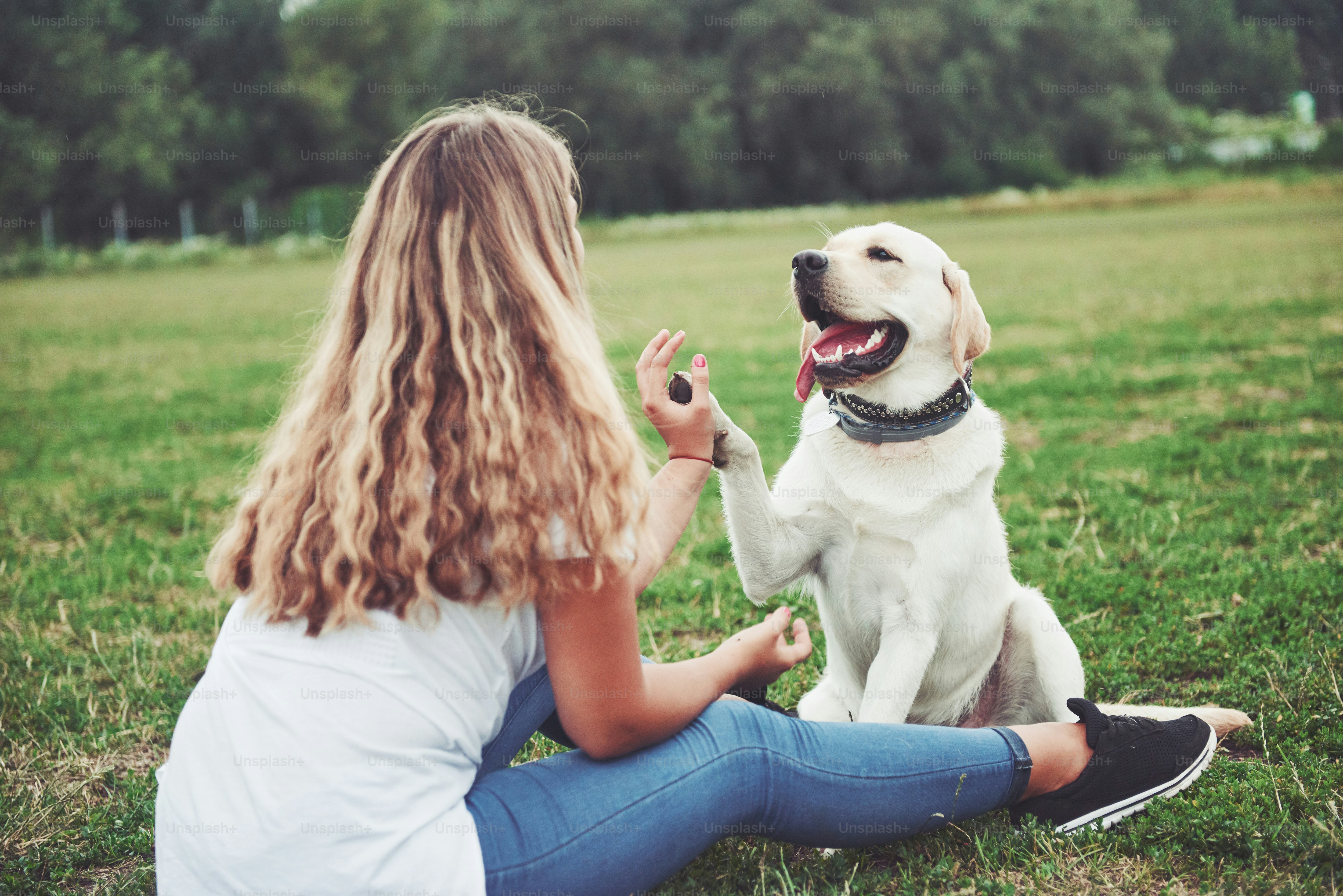 Frame with a beautiful girl with a beautiful dog in a park on green grass