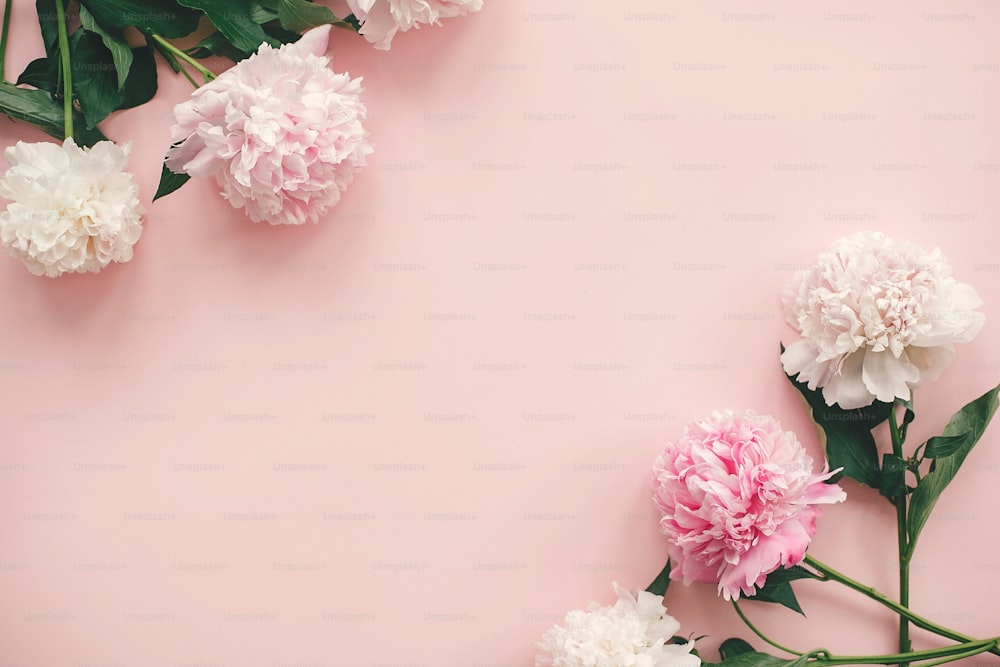 Peônias rosa e brancas elegantes bordam em papel rosa plano com espaço para texto. Feliz Dia da Mãe. Dia Internacional da Mulher. Maquete de cartão de felicitações. Imagem criativa da mola Hello