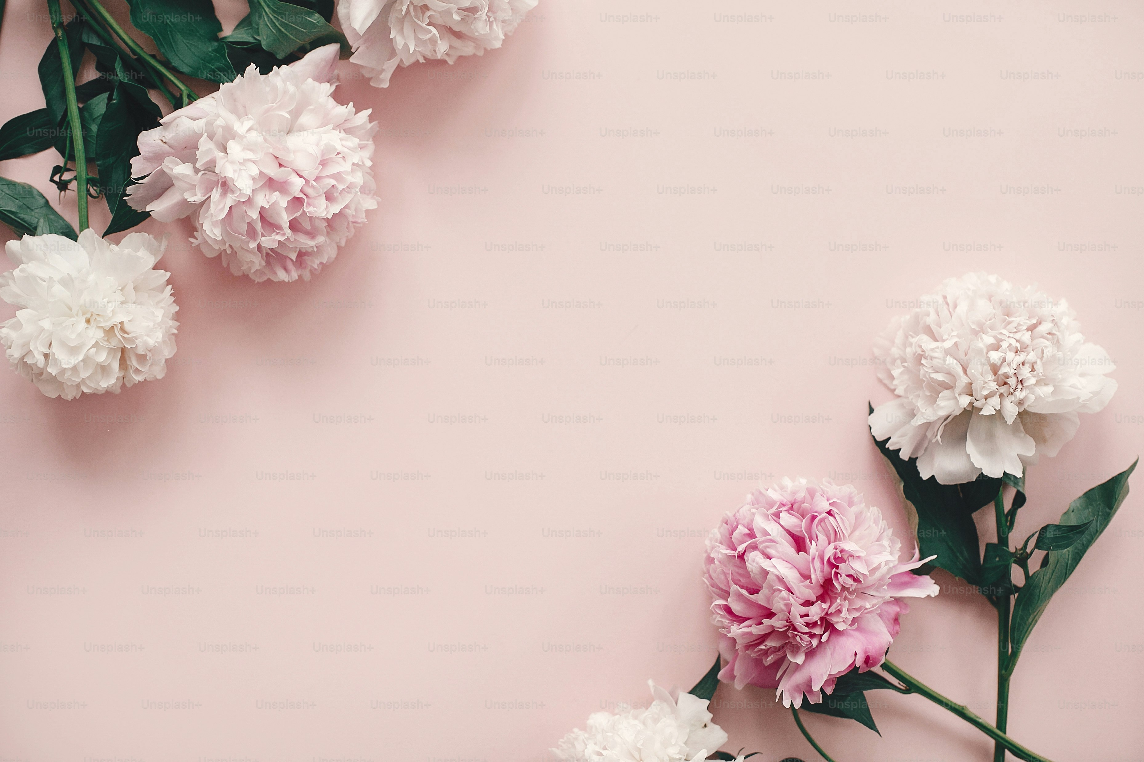 Happy mother's day. International womens day. Greeting card mockup. Stylish pink and white peonies  border on pink paper flat lay with space for text.