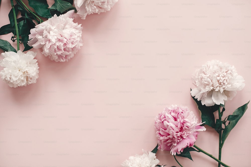 Feliz día de la madre. Día Internacional de la Mujer. Maqueta de tarjeta de felicitación. Elegantes peonías rosas y blancas bordean el papel rosa plano con espacio para el texto.