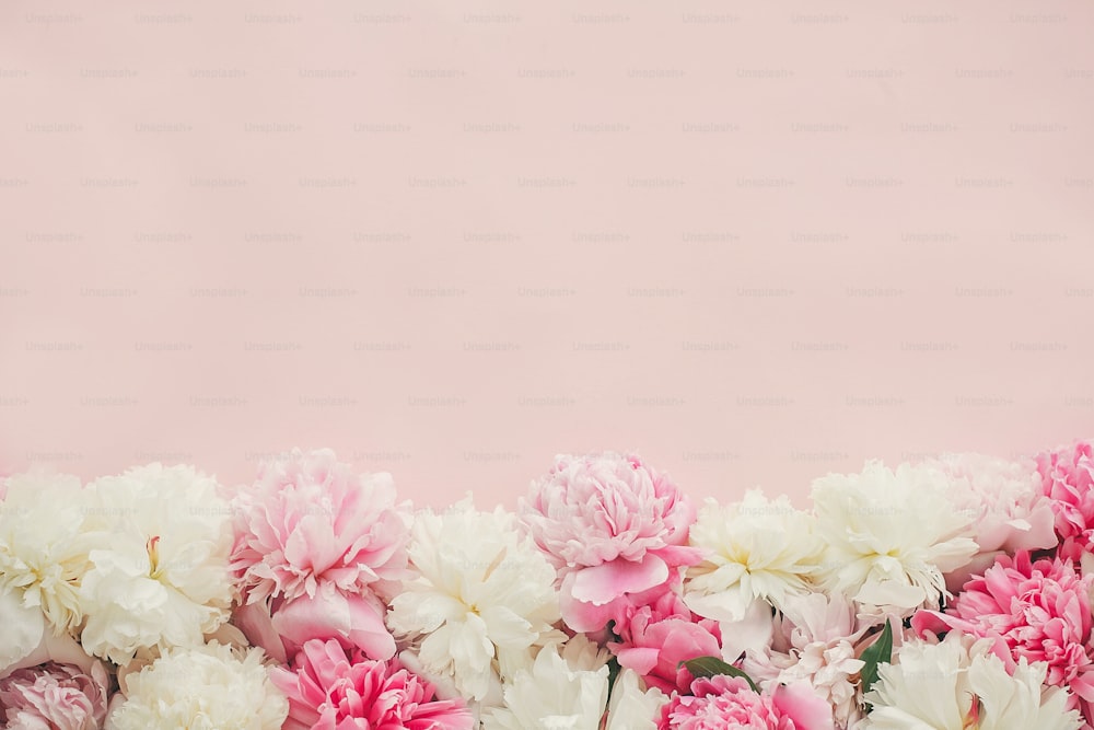 Peônias rosa e brancas elegantes bordam em papel rosa plano com espaço para texto. Feliz Dia da Mãe. Dia Internacional da Mulher. Maquete de cartão de felicitações. Olá primavera