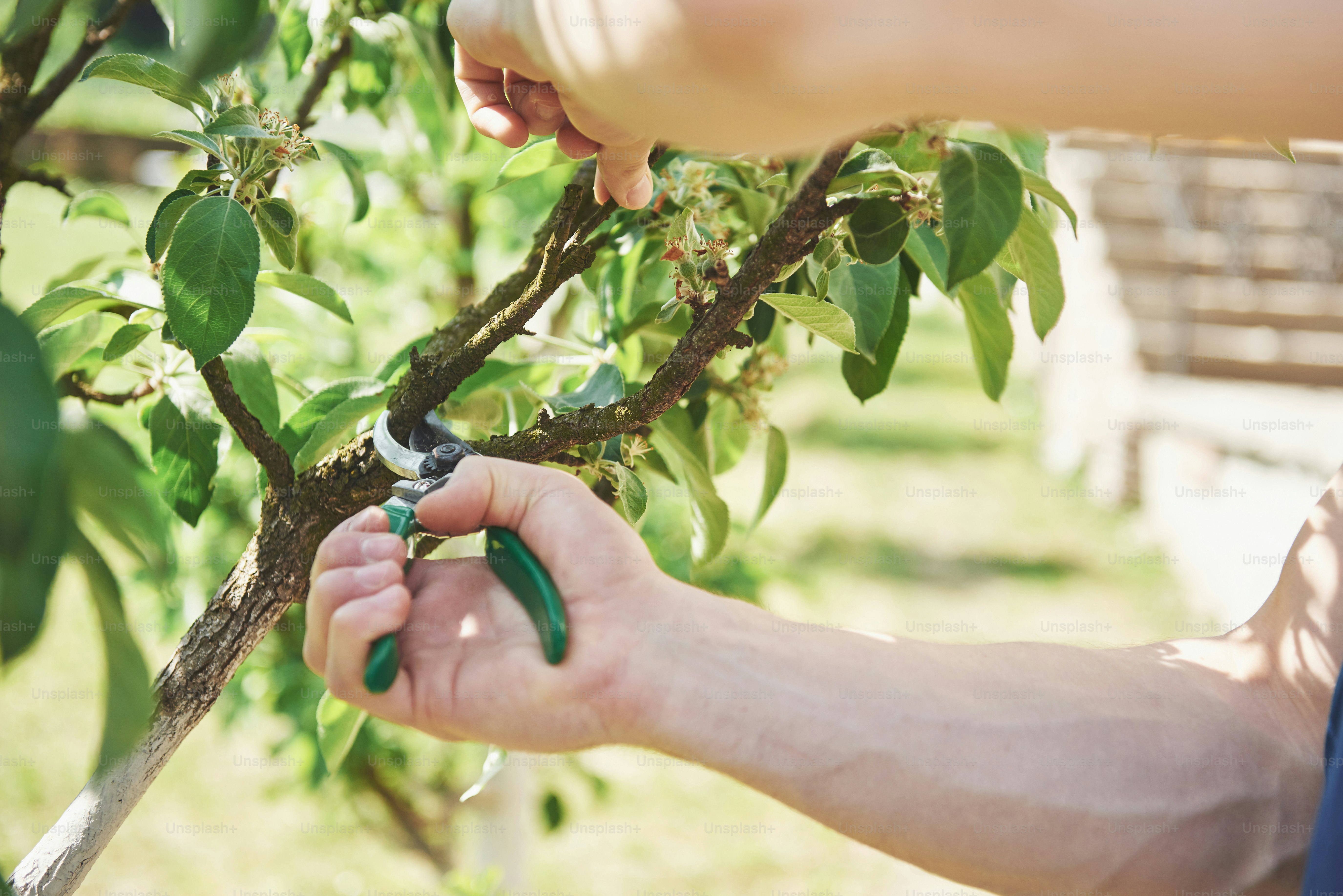 Bypass pruners