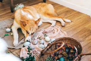 Simpatico cane dorato che dorme a eleganti uova di pasqua, cesto di vimini con cibo per le vacanze, fiori su sfondo rustico in legno alla luce. Buona Pasqua preparativi. Cucciolo carino
