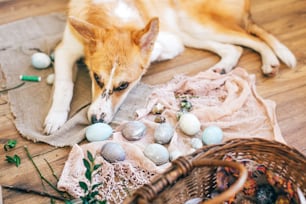 Cão dourado bonito dormindo em ovos de páscoa elegantes, cesta de vime com comida de férias, flores no fundo de madeira rústica na luz. Feliz Páscoa preparativos. Filhote de cachorro bonito