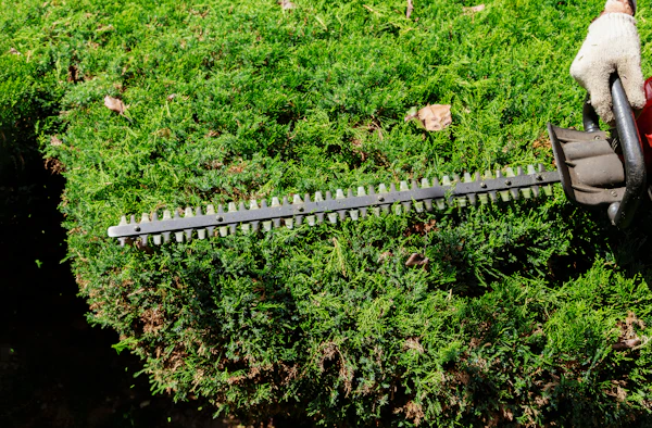 Gardener cutting bushes with hedge trimmer