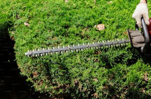 Cutting bushes with hedge trimmer gardener is trimming branches