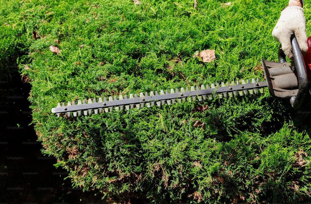 Cutting bushes with hedge trimmer gardener is trimming branches