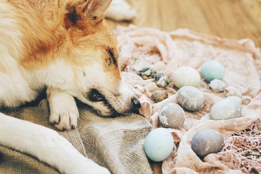 Lindo perro dorado adorable durmiendo en elegantes huevos de pascua con flores sobre fondo rústico de madera en luz. Huevos de pascua modernos pintados con tinte natural. Felices Pascuas. Cachorro lindo