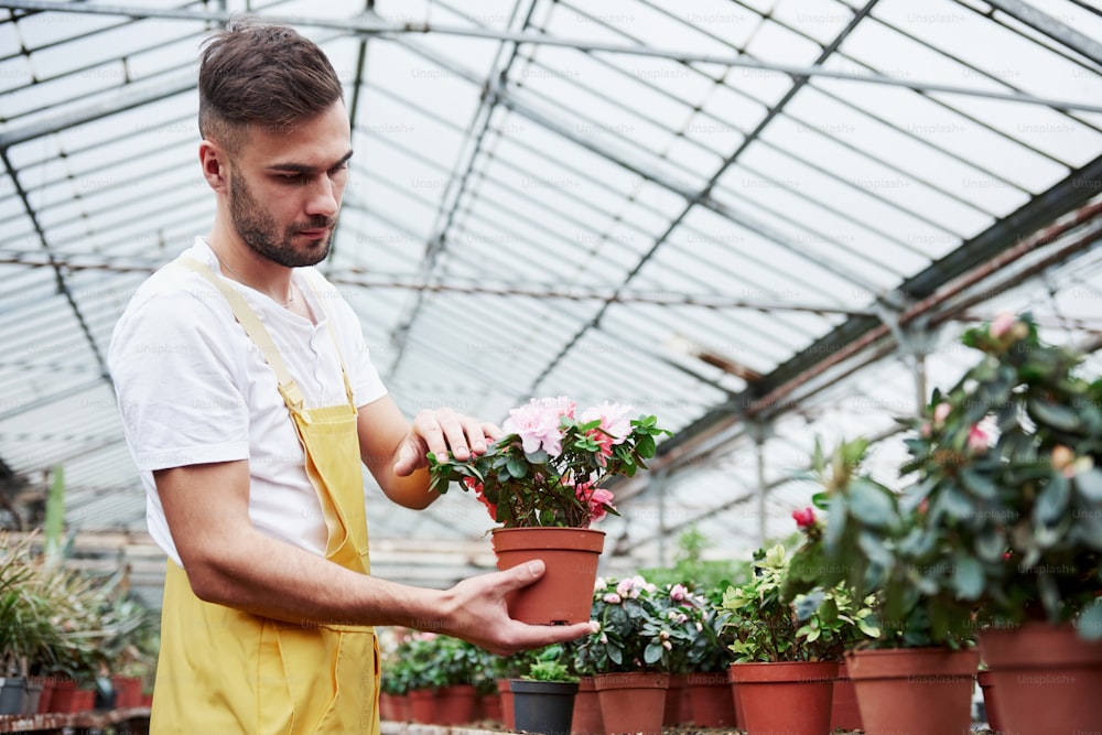 Attractive male bearded farmer holds the vase and taking care of the flowers in the greenhouse.