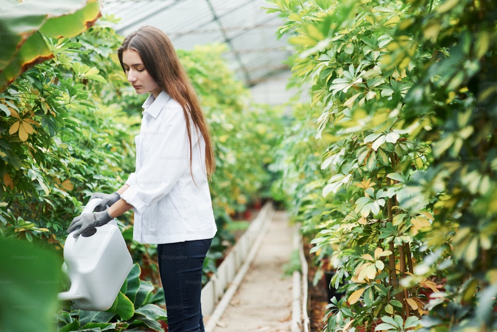 Process of watering the plants in greenhouse by beautiful young brunette.