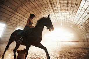 Majestic image of horse horse silhouette with rider on sunset background. The girl jockey on the back of a stallion rides in a hangar on a farm and jumps over the crossbar. The concept of riding.