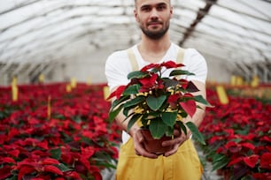 On elongated hands.Portrait of beautiful young guy in the hothouse taking care of flowers.