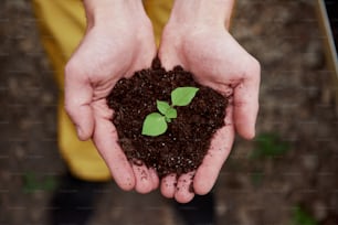 Top view. Mens hands holding the soil with little plant in the middle.