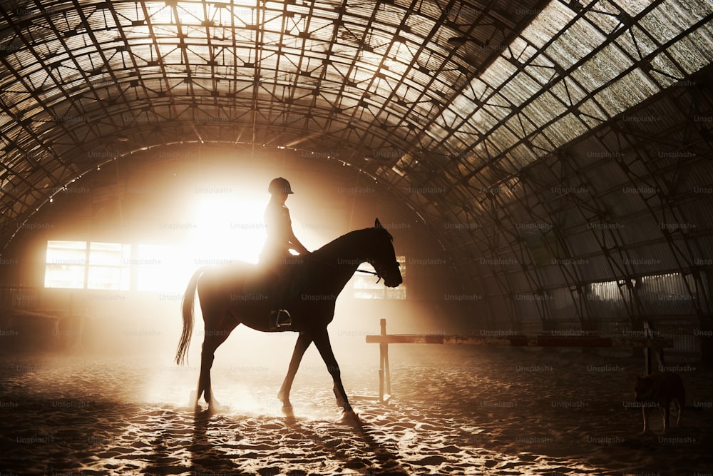 夕日の背景にライダーと馬の馬のシルエットの雄大な画像。種牡馬の背中に乗った少女騎手が農場の格納庫に乗り込み、クロスバーを飛び越える。ライディングのコンセプト。