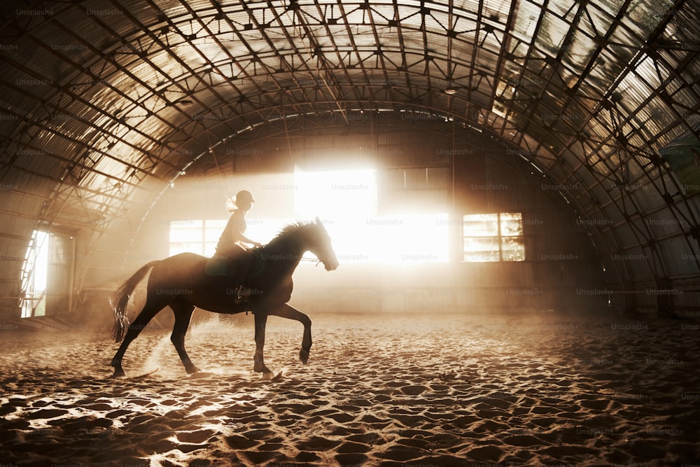 Immagine maestosa della silhouette del cavallo con cavaliere sullo sfondo del tramonto. La fanciulla fantino sul dorso di uno stallone cavalca in un hangar in una fattoria e salta sopra la traversa. Il concetto di guida.