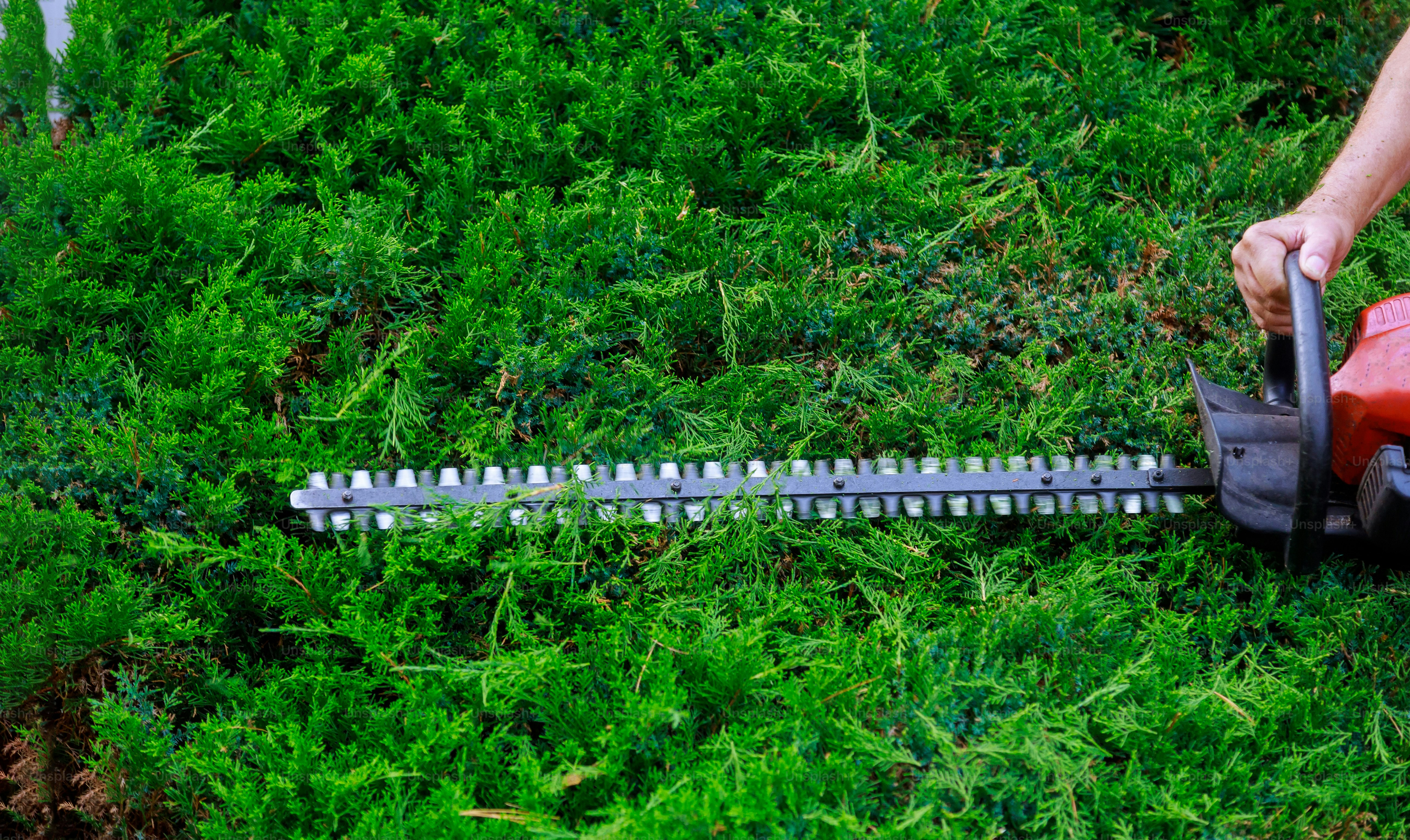 Hedge trimming service