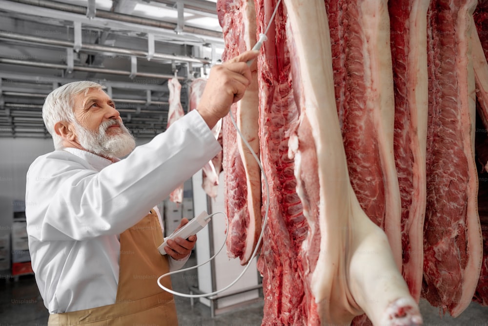Butcher, professional with gray beard and hair standing in refrigerator and testing row of fresh pork carcasses. Butcher wearing in white uniform and brown apron holding device, testing meat.